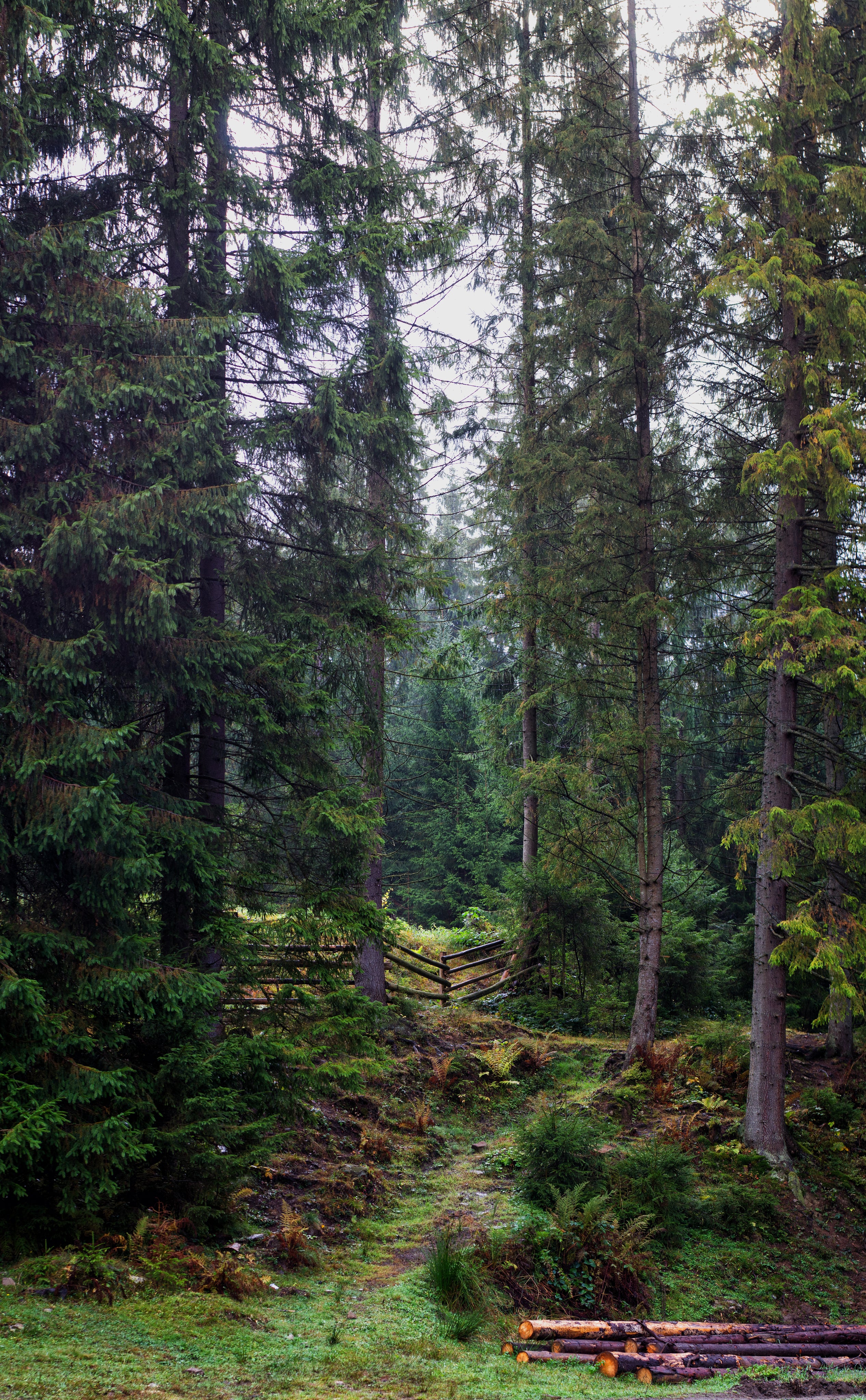 a walkway runs through a forest